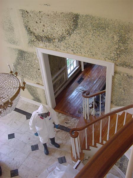 Mold Inspection